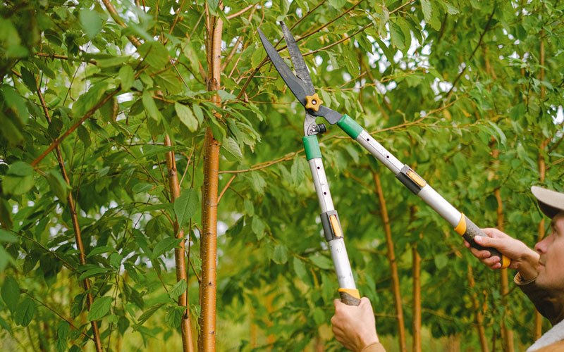 Tree trimming in Carson, WA